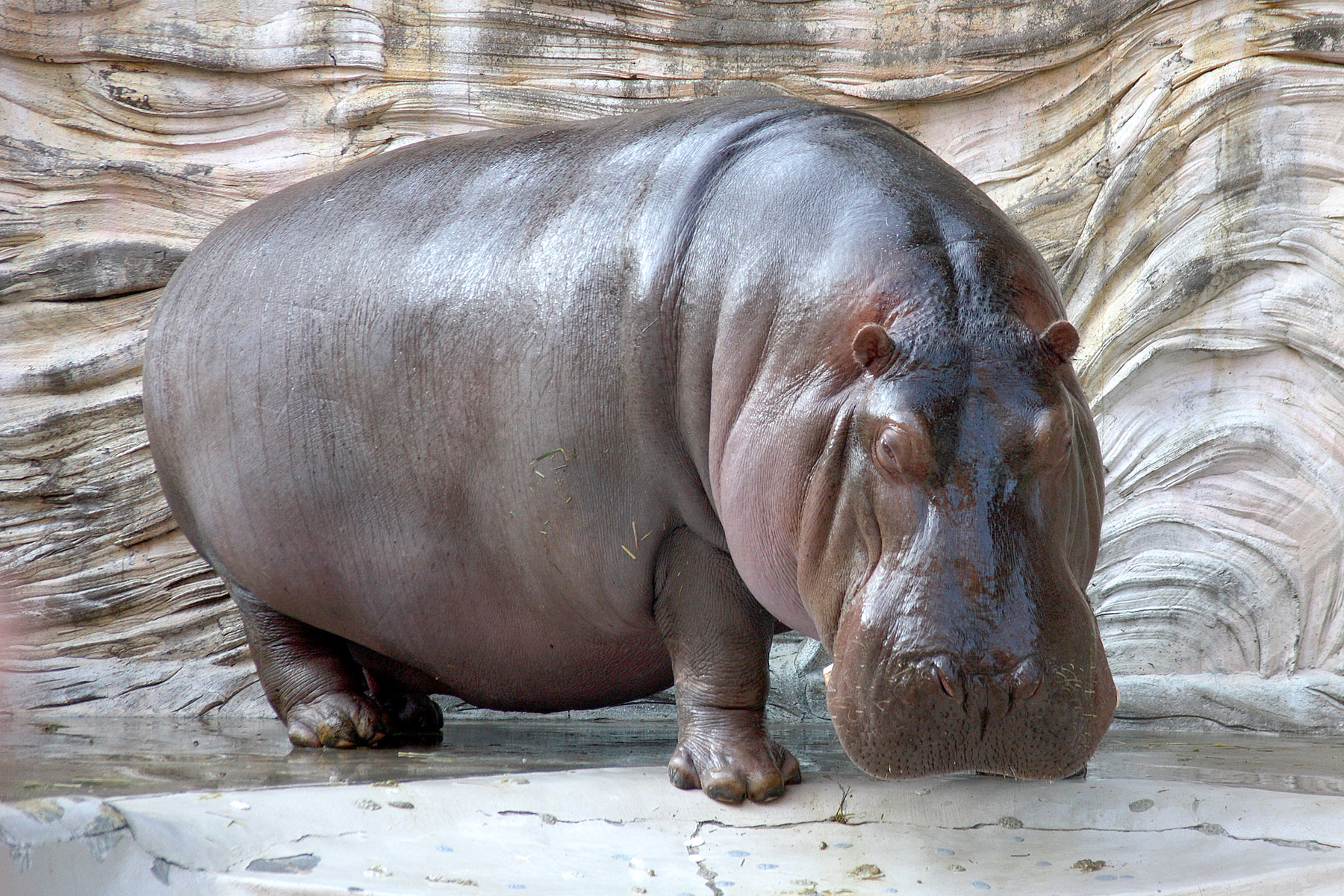 hippo